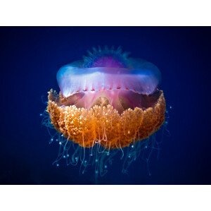 Fotografie Fried Egg Jellyfish, LuckyGuy, 40 × 30 cm