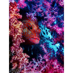 Fotografie Coral Hind, Dani Barchana, 30 × 40 cm