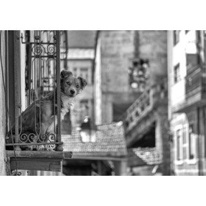 Fotografie Dog looks out, K|K - Carlos, 40 × 26.7 cm