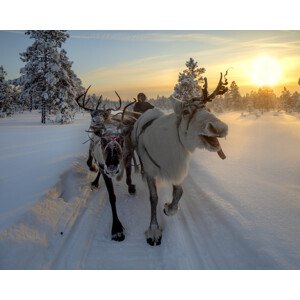 Fotografie The morning drive to the herd, Marcel Rebro, 40 × 30 cm