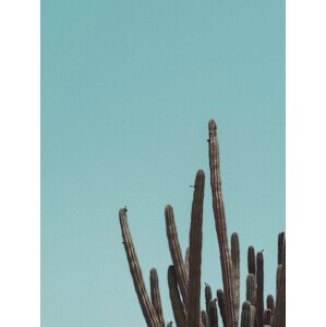 Ilustrace Cactuscorner green, Finlay & Noa, 30 × 40 cm