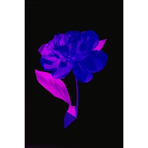 Ilustrace Acid flower, MadKat, 26.7 × 40 cm