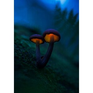 Fotografie Glowing mushrooms, Kirill Volkov, 26.7 × 40 cm