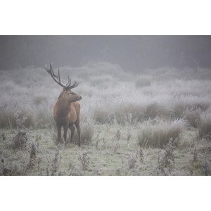 Fotografie Prideful deer, Aitor Badiola, 40 × 26.7 cm