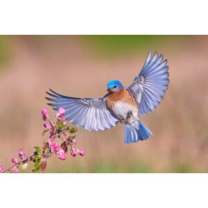 Fotografie Colorful Spring, Jim Luo, 40 × 26.7 cm