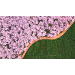 Fotografie The road of flower, TIANQI, 40 × 22.2 cm
