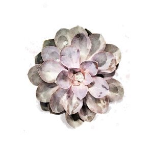 Ilustrace Succulent 01, Studio Collection, 26.7 × 40 cm
