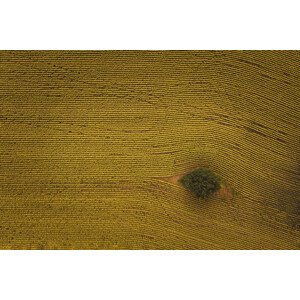 Fotografie Eye in Field, Michael Zheng, 40 × 26.7 cm