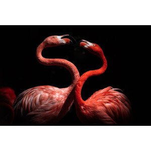 Fotografie Flamingos, Eiji Itoyama, 40 × 26.7 cm