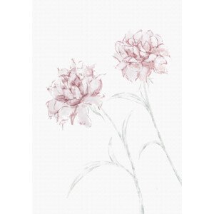 Ilustrace Peony 03, Studio Collection, 26.7 × 40 cm