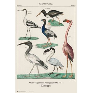 Plakát, Obraz - Vintage Birds, John James Audubon, 61 × 91.5 cm