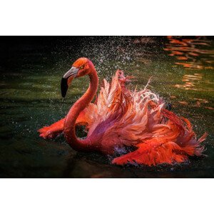 Fotografie A Bath, David H Yang, 40 × 26.7 cm