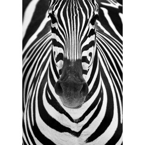 Fotografie ZEBRA, Luis Duran, 26.7 × 40 cm