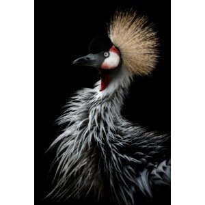 Fotografie Crowned crane's portrait, Eiji Itoyama, 26.7 × 40 cm