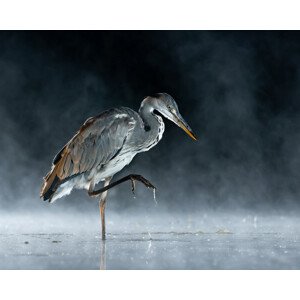 Fotografie Ghostly, FeargalQ, 40 × 30 cm