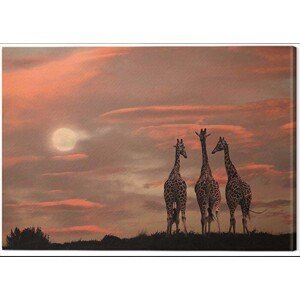 Obraz na plátně Marina Cano - Moonrise Giraffes, 2 - 80×60 cm