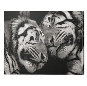 Obraz na plátně Marina Cano - Sleeping Tigers, 2 - 40×50 cm