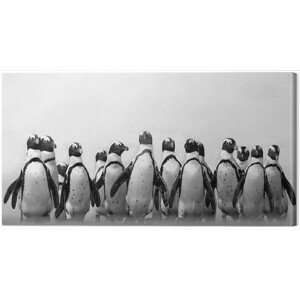 Obraz na plátně Marina Cano - Cape Town Penguins, 2 - 100×50 cm