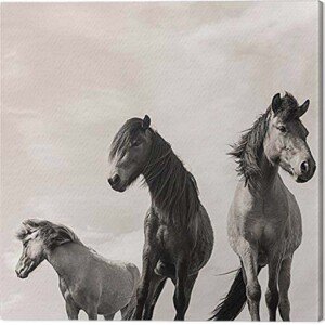 Obraz na plátně Carys Jones - The Three Amigos, 2 - 60×60 cm