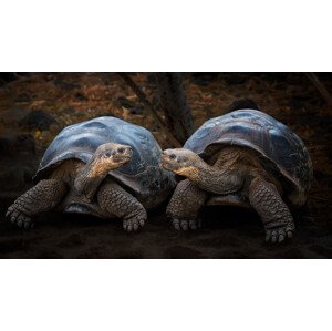 Fotografie connection, Siyu and Wei, 40 × 22.2 cm