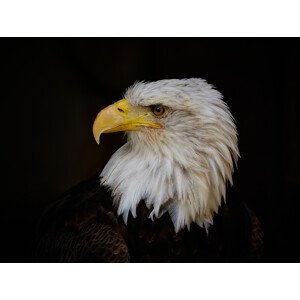 Fotografie The Boss, Stuart Williams, 40 × 30 cm