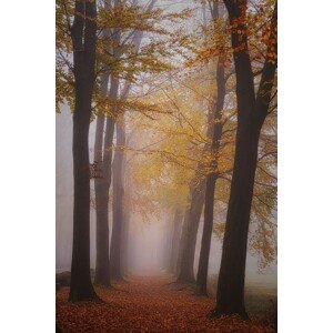 Fotografie Autumn magic, Saskia Dingemans, 26.7 × 40 cm