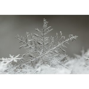Fotografie Snowflake, Tsolmon Naidandorj, 40 × 26.7 cm