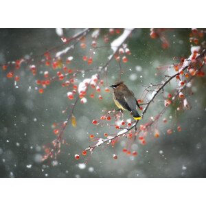 Fotografie First Snow, Hong Chen, 40 × 30 cm