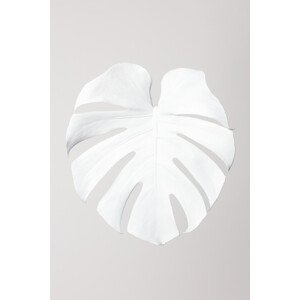 Ilustrace Monstera White 03, Studio Collection, 26.7 × 40 cm