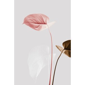 Ilustrace Monstera Creative 21, Studio Collection, 26.7 × 40 cm