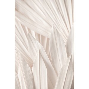 Fotografie Pattern, Studio Collection, 26.7 × 40 cm