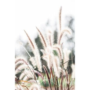 Fotografie Grass, Studio Collection, 26.7 × 40 cm