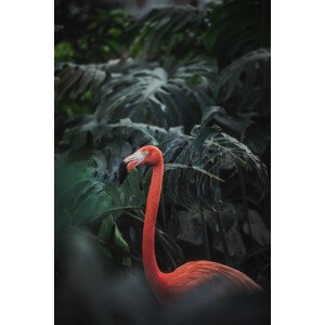 Fotografie Flamingo, Day vee, 26.7 × 40 cm