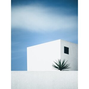 Fotografie palm tree, Renate Wasinger, 30 × 40 cm