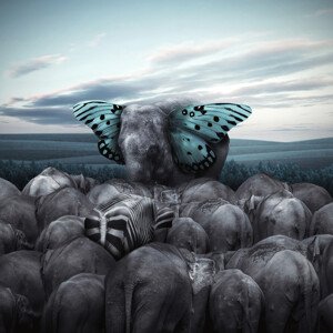 Fotografie Hail to the King, hardi, 40 × 40 cm