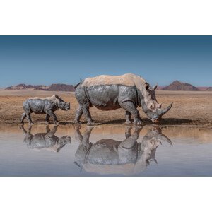 Fotografie RhinosWalk, Marcel Egger, 40 × 26.7 cm
