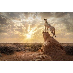 Fotografie SundownCheetah, Marcel Egger, 40 × 26.7 cm