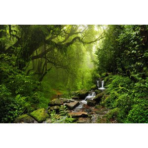 Plakát, Obraz - Rain Forrest, 120 × 80 cm