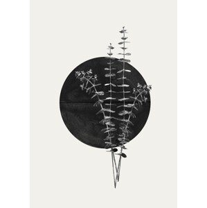 Ilustrace Plant and Black Sun, THE MIUUS STUDIO, 30 × 40 cm