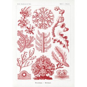 Obrazová reprodukce Florideae–Rotalgen (1904), Ernst Haeckel, 30 × 40 cm