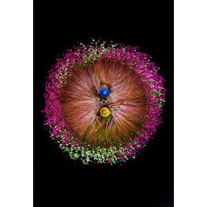 Fotografie Harvesting water lilies, Tanvir, 26.7 × 40 cm