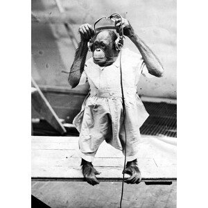 Fotografie Duke The Chimp, Henry Guttmann, 26.7 × 40 cm