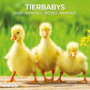 Kalendář 2026 Baby Animals, 30 x 30 cm
