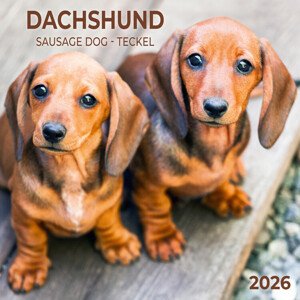 Kalendář 2026 Dachshund, 30 x 30 cm