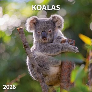 Kalendář 2026 Koalas, 30 x 30 cm