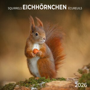 Kalendář 2026 Squirrels, 30 x 30 cm