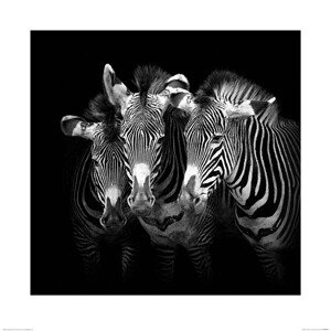 Umělecký tisk Marina Cano - Shades of Grevy, 40 × 40 cm
