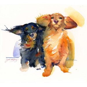 Obrazová reprodukce Dacshund Duo, 2014,, Keeling, John, 40 × 40 cm